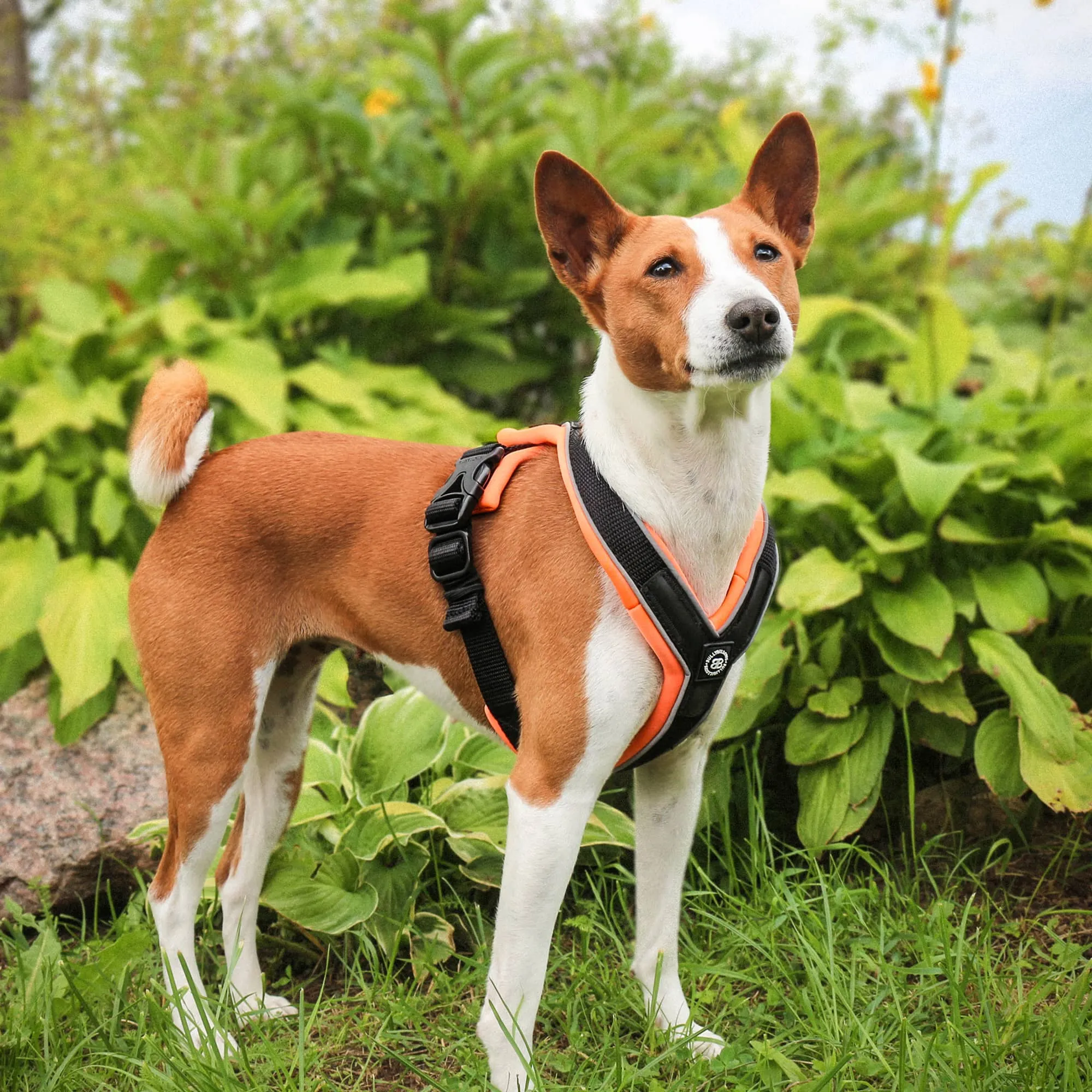 Slip on Harness | Foam Padded - Tan